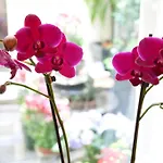 לינה וארוחת בוקר Palace