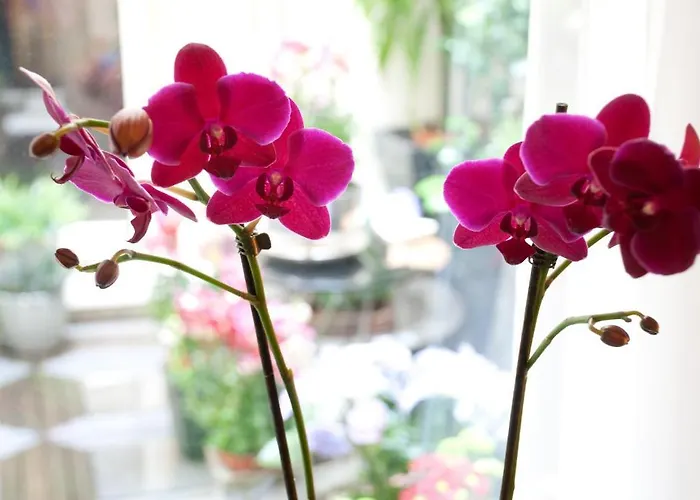 Oda ve Kahvaltı Palace