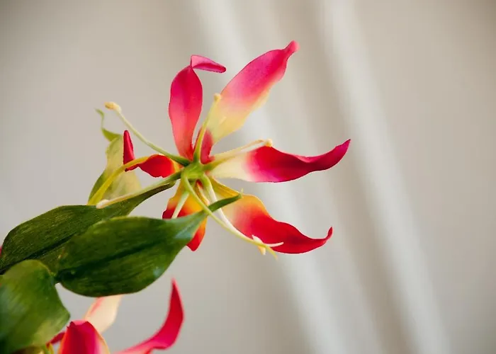 Palace Oda ve Kahvaltı *